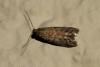Ephestia sp.
